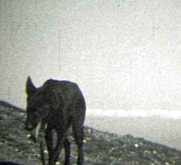 Blackdogx 2