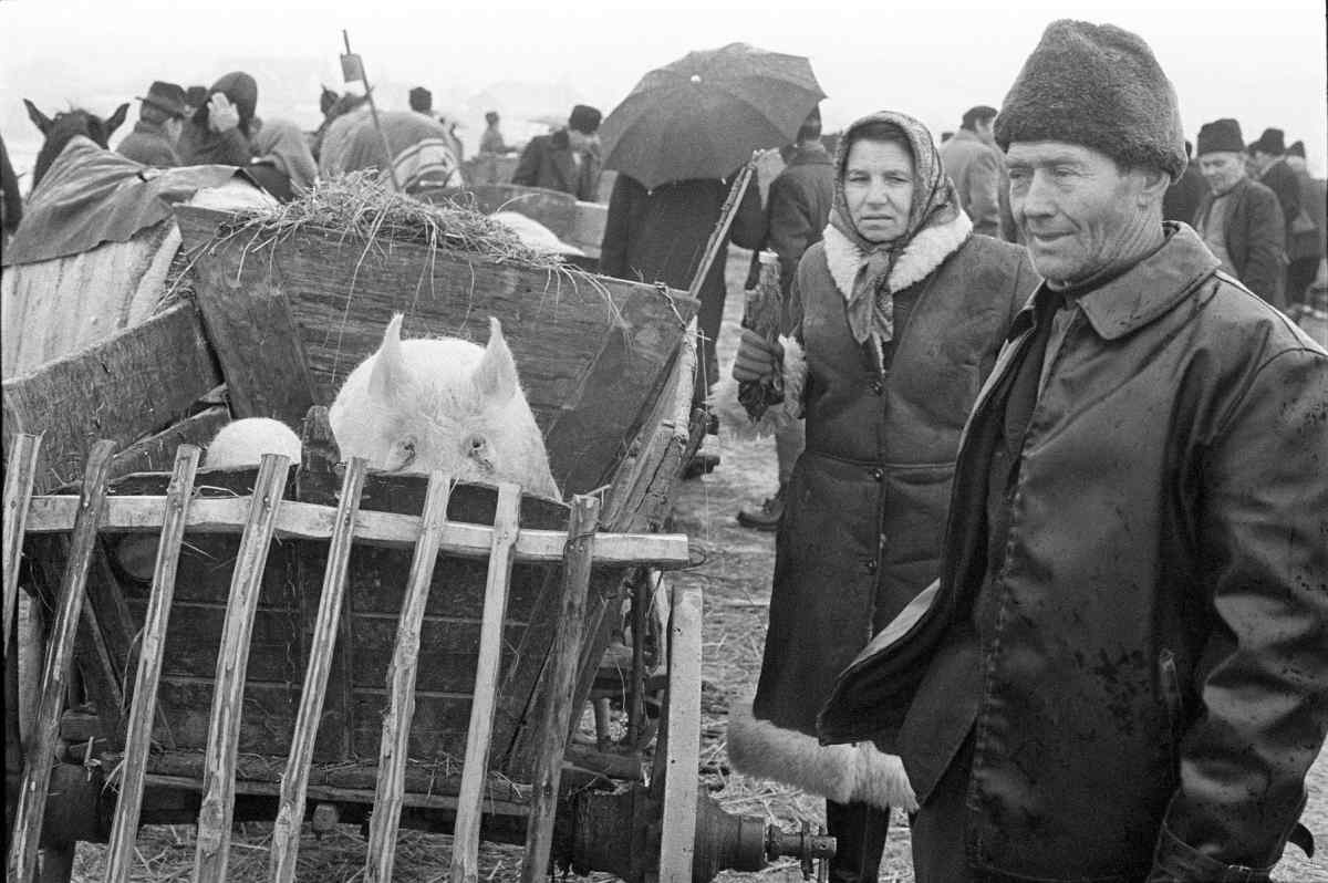 A pig in an old-fashioned cart, with people standing around it